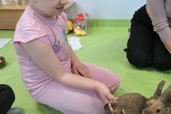 dzien-krolika-PS-25-13