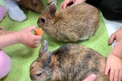 dzien-krolika-PS-25-14