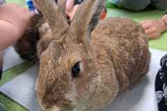 dzien-krolika-PS-25-17