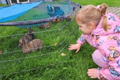 dzien-krolika-PS-25-21