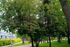 park-i-lody-1a-23