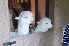 IMG-20220530-WA0009