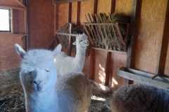 IMG-20220608-WA0009