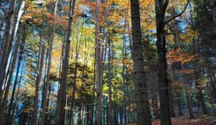 Więcej o: 10 października- Światowy Dzień Drzewa