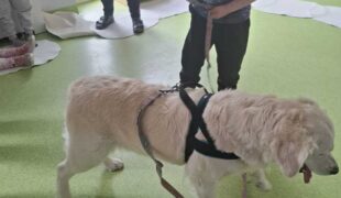 Więcej o: Dogoterapia