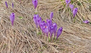 Więcej o: Miałam marzenie…